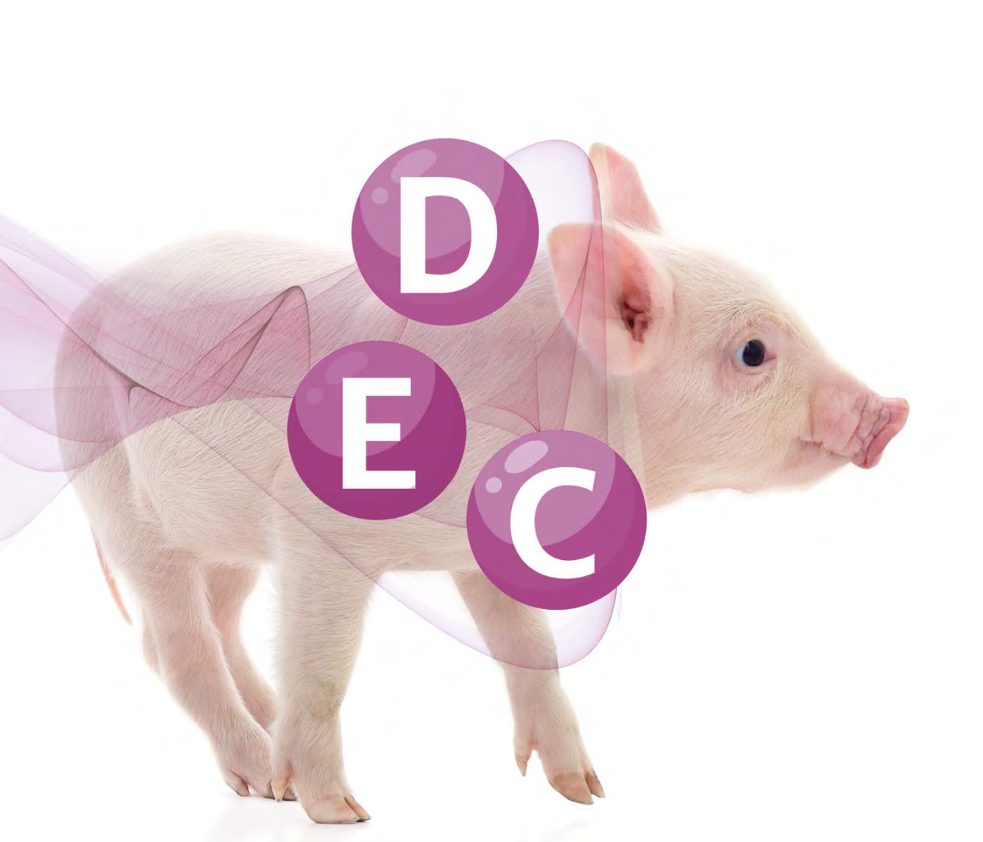 Effects of vitamins D, E, and C supplementation on pig’s health