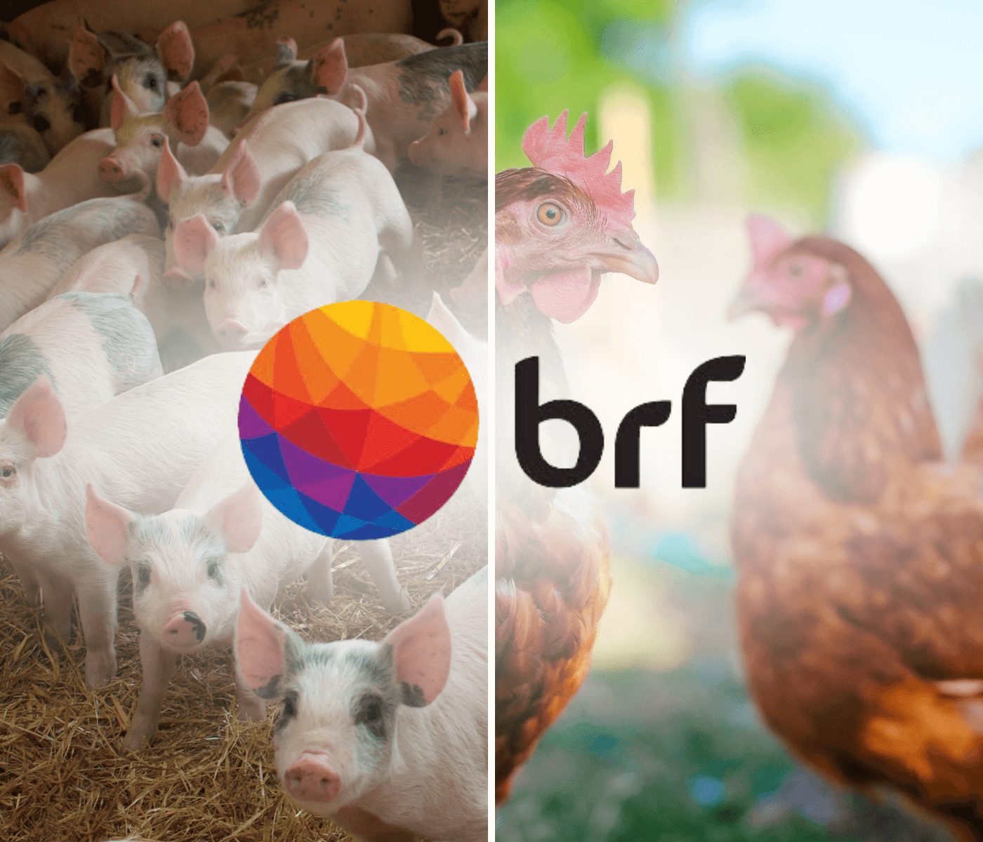 BRF certifica todas as unidades de abate em bem-estar animal no mundo