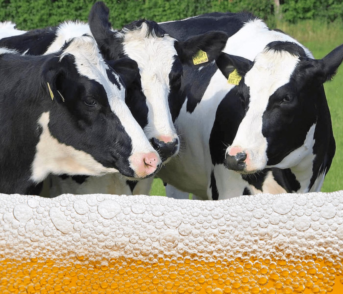 ¿Cerveza en alimentación animal?