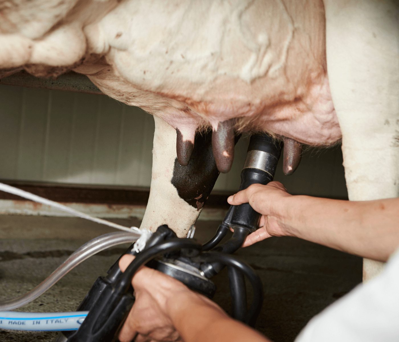 Custo de produção de leite cresce pelo sétimo mês seguido