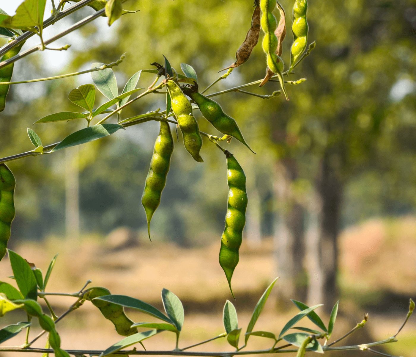 Nova variedade de feijão guandu auxilia na alimentação animal