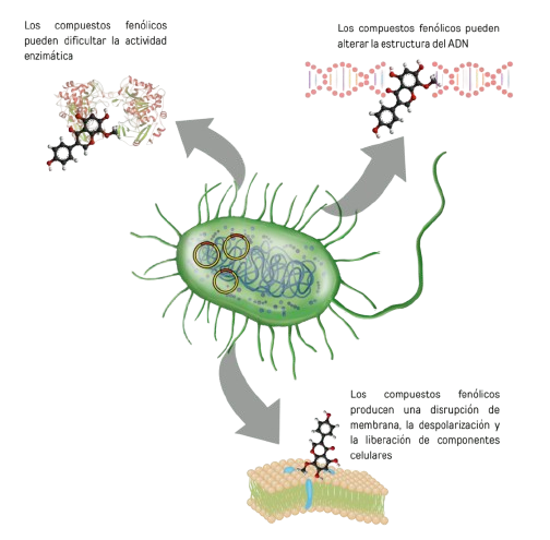 botanicos