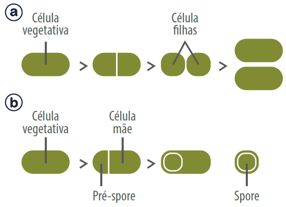 figura-1-esporo-bacteriano