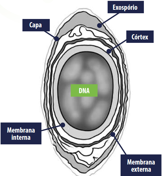 figura-2-esporo-bacteriano