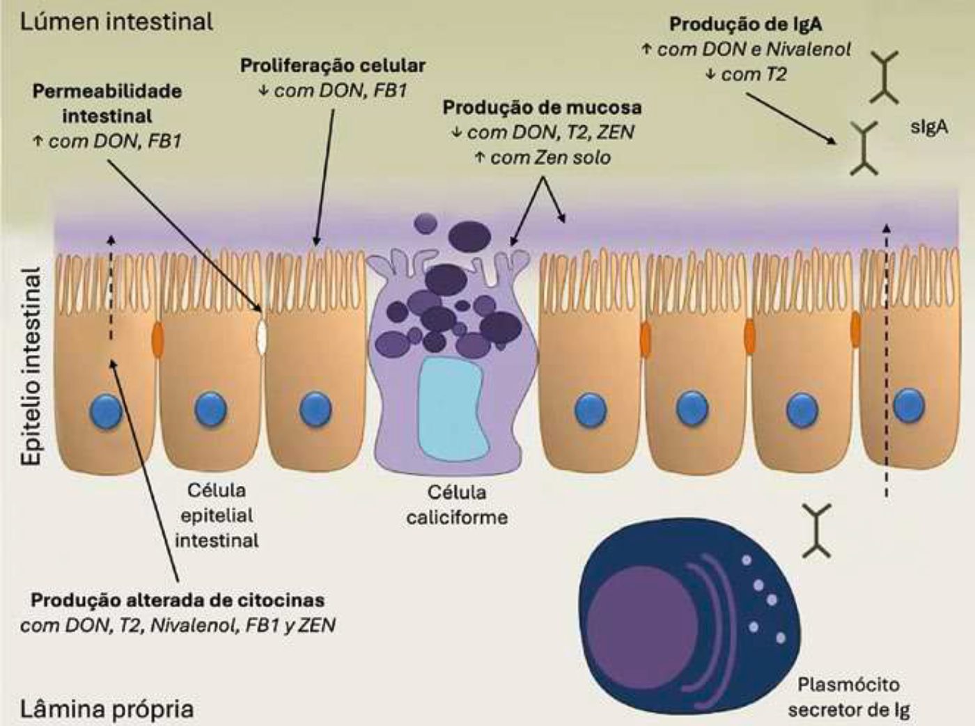 figura-3-dsm-micotoxinas