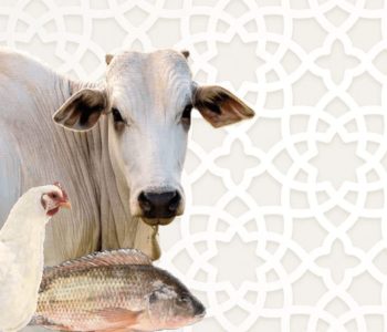 nutricao-animal-halal-destaque