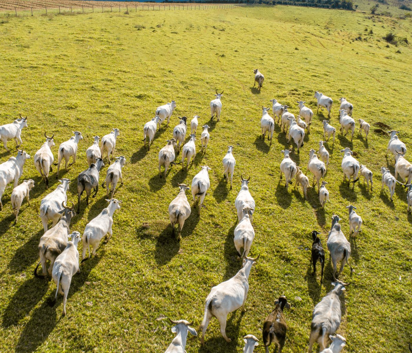 Após dois trimestres em queda, PIB do Agro reage