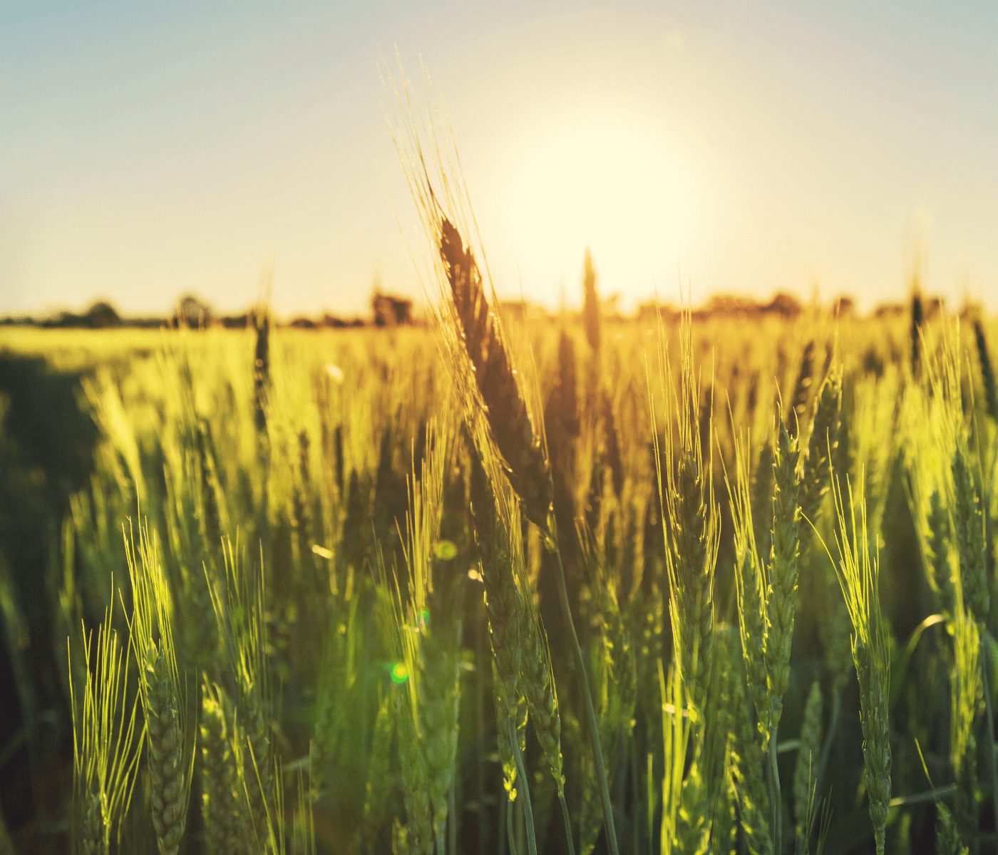 Silagem de trigo é escolha econômica e nutritiva para suplementação de bovinos