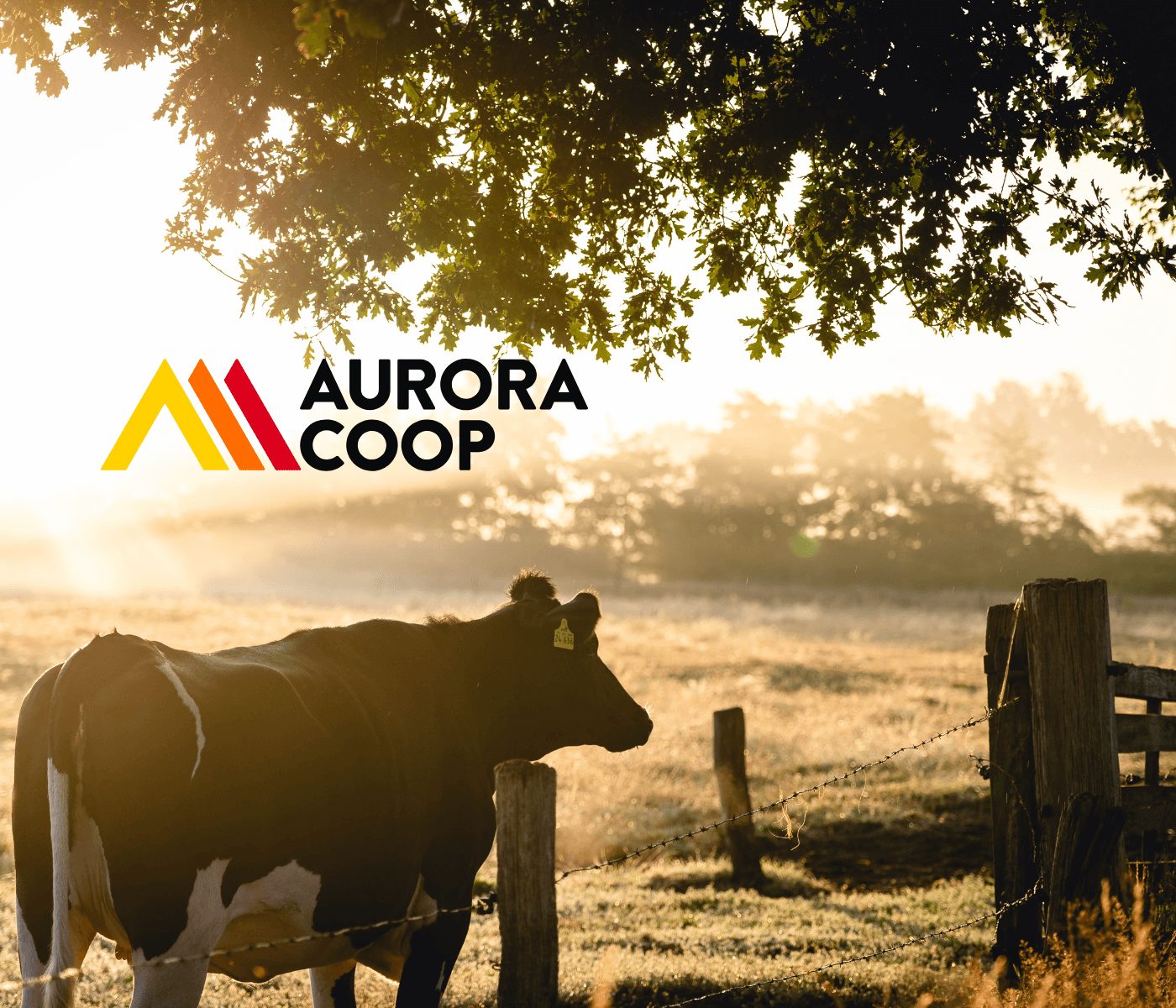 Aurora Coop desenvolve política de bem-estar animal