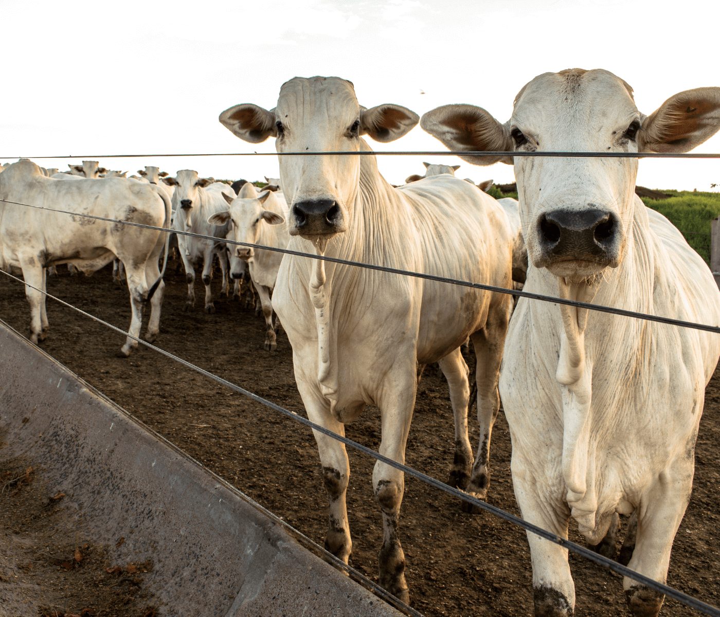 Confinamento de animais para engorda inova pecuária em Alagoas