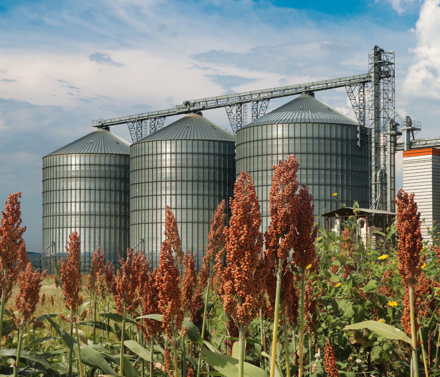 Alagoas produzirá 30 milhões de litros de etanol de sorgo