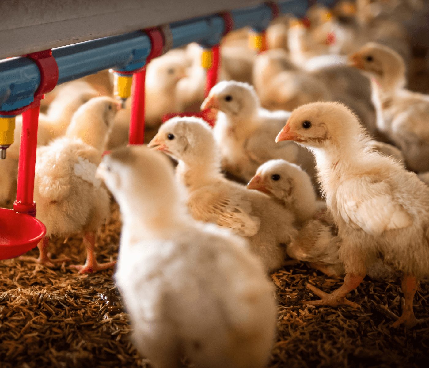 Frango fica mais barato em janeiro, mas custos com nutrição ainda preocupam