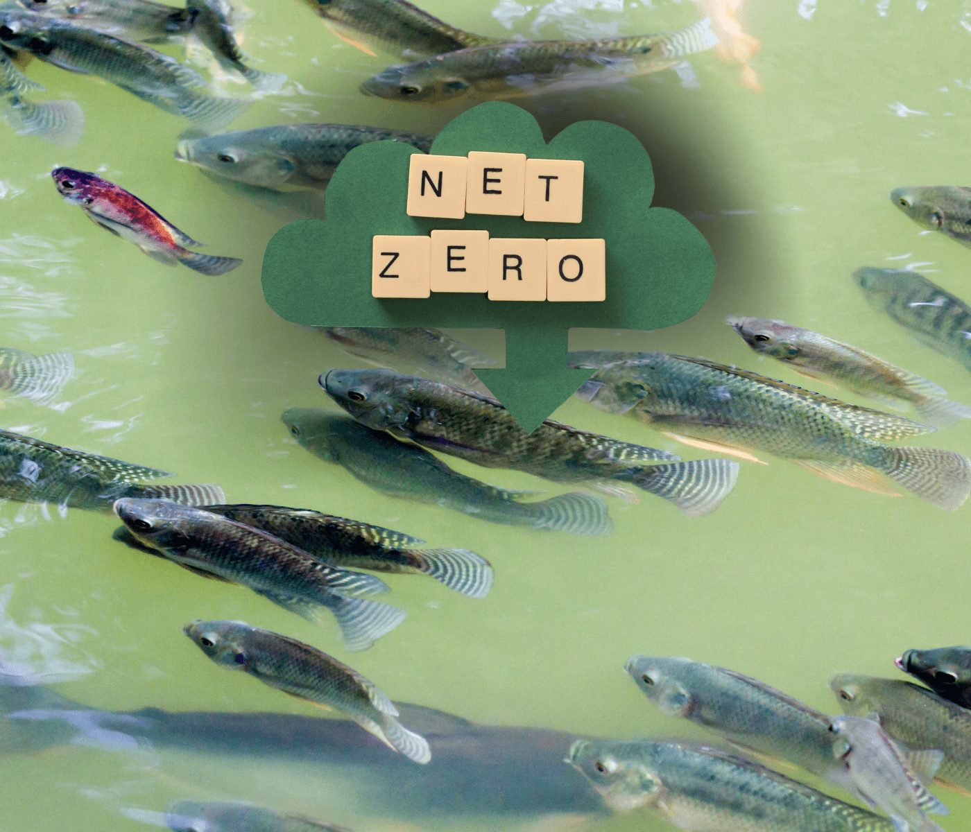 IFC Brasil 2024: O primeiro evento net zero do setor de pescados