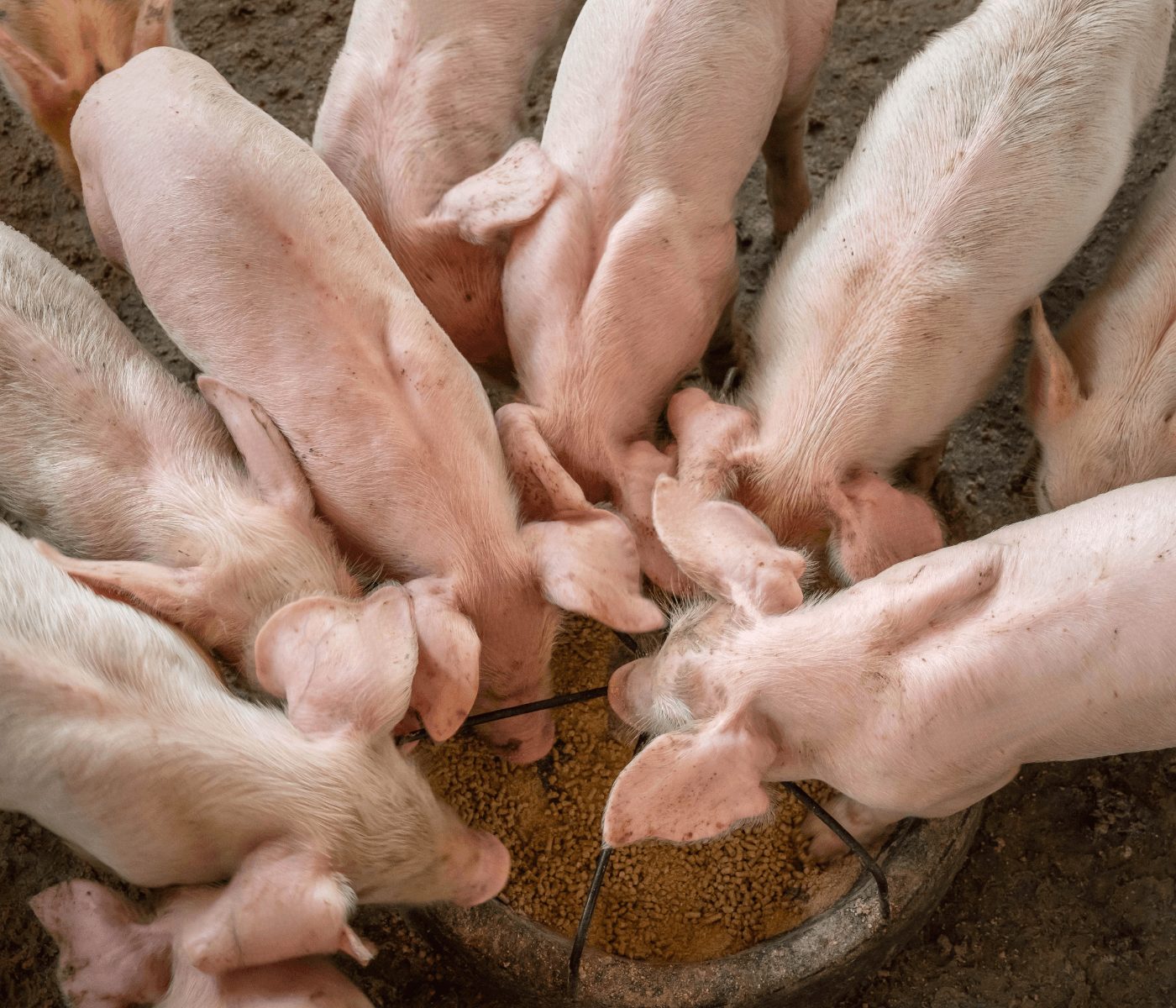 Instituto de Zootecnia pesquisa nutrição livre de antibióticos para suínos