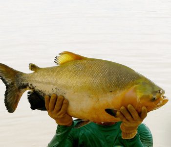 melhoria-producao-tambaqui-destaque