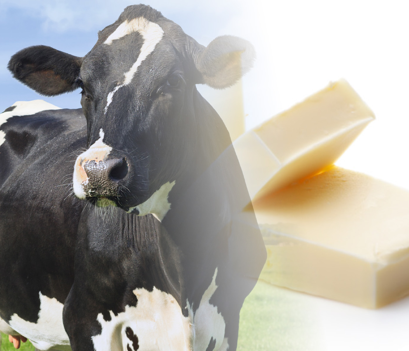 NOVUS Launches Educational Webinar Series on Milk Fat Depression