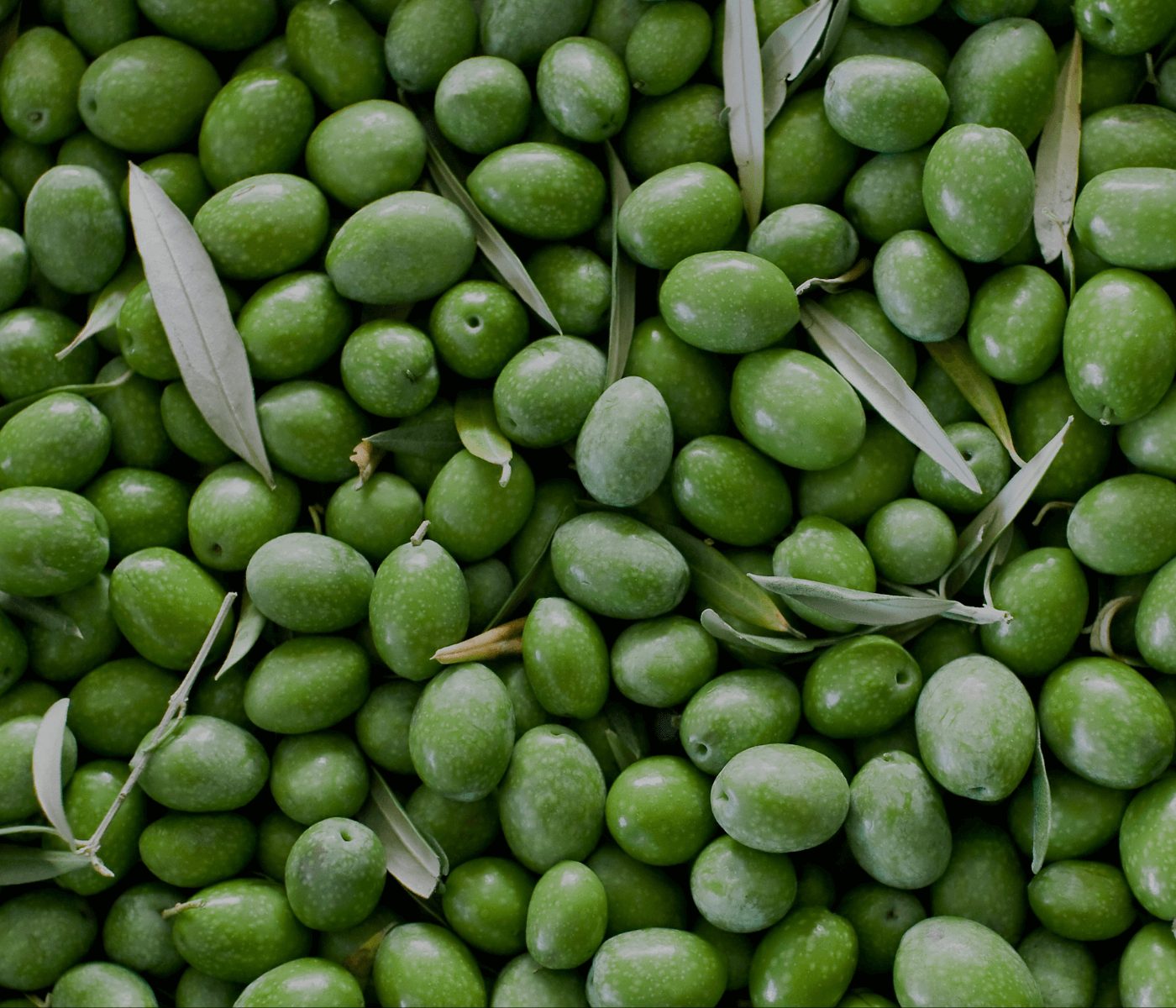 Pulpa de aceituna en alimentación de ganado bovino