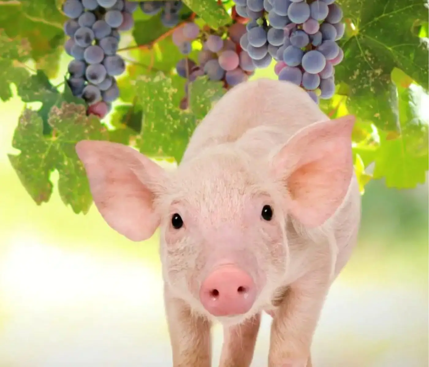 Discover the potential of grape polyphenols in swine nutrition