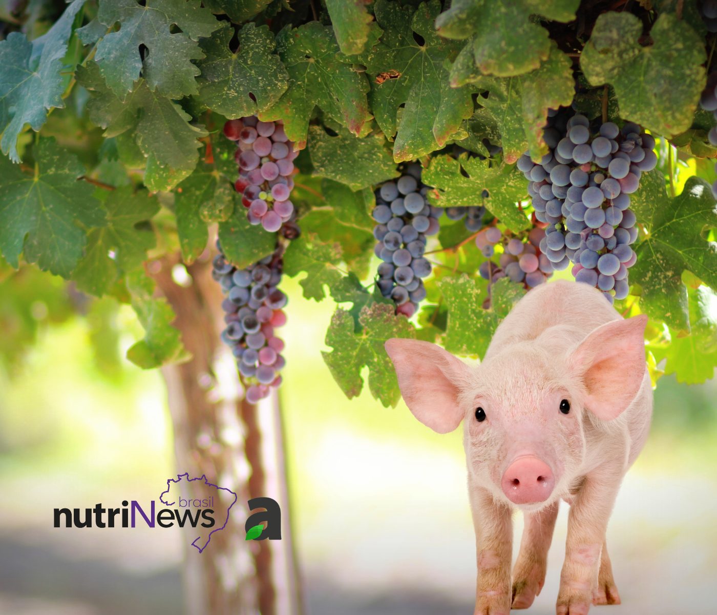 Conheça o potencial do polifenol da uva na nutrição de suínos