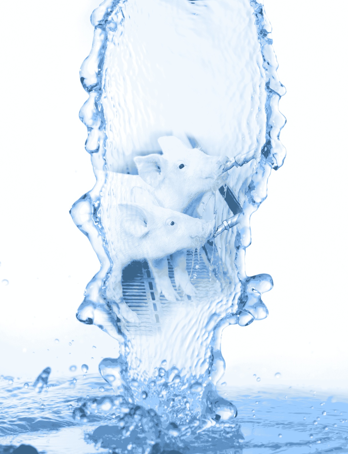 Acidificación del agua en lechones