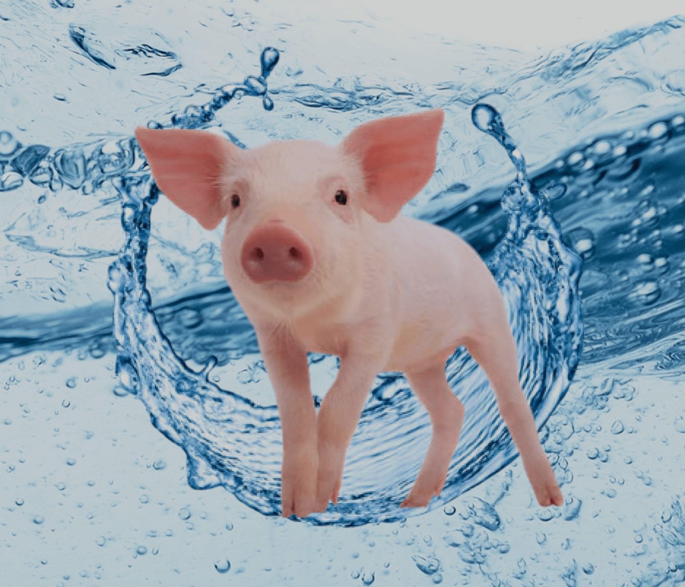 Acidificación del agua en transición porcina: salud intestinal y producción