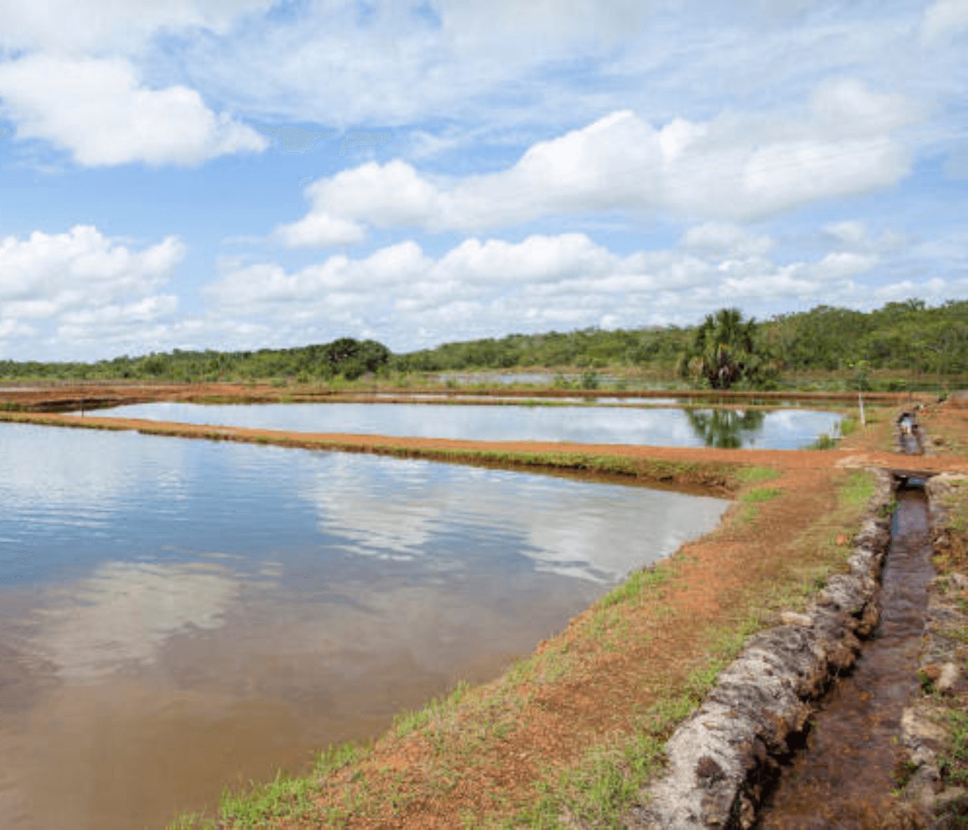 Embrapa Cerrados articula atuação na aquicultura no Brasil Central