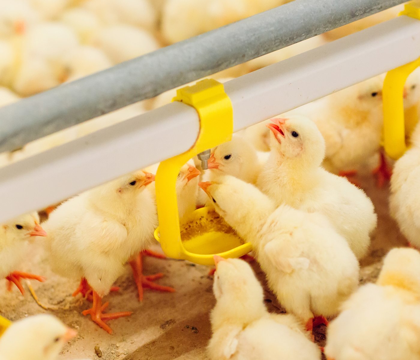 Estrategias para mitigar el estrés calórico en producción animal