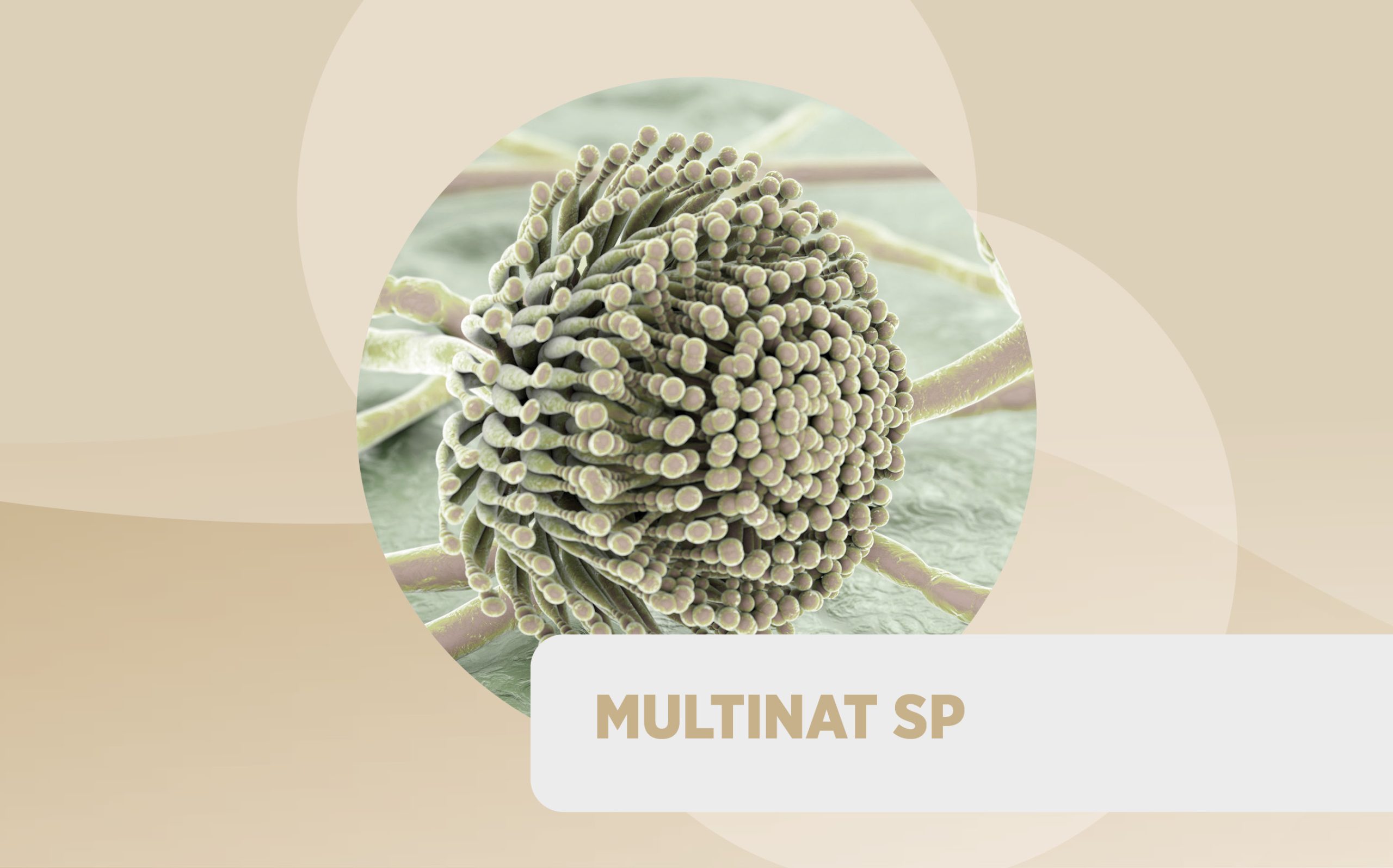 Multinat SP