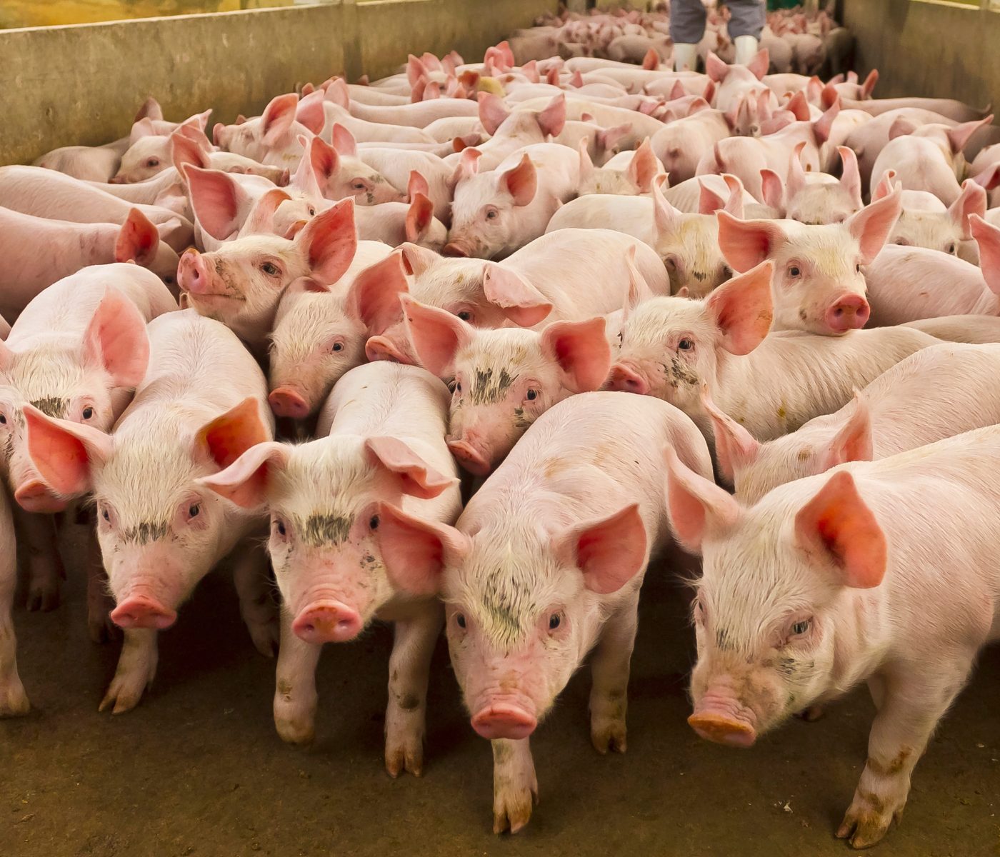 Agrotecnio digitaliza granjas de engorde porcino con IA