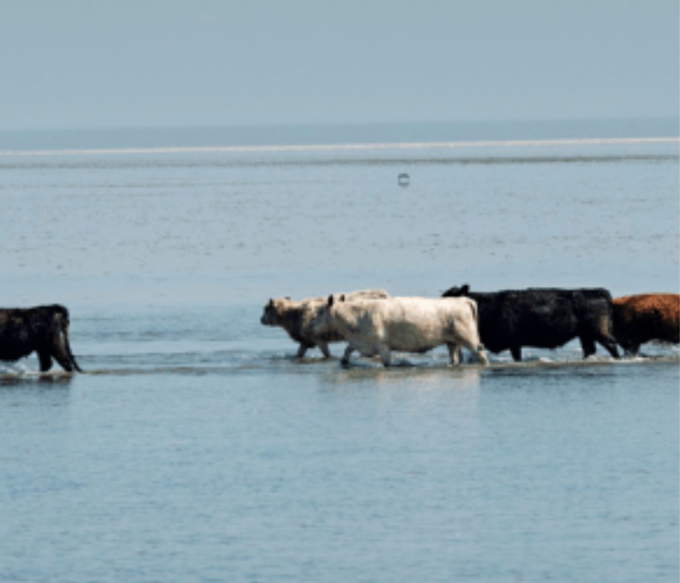 Heat stress threatens IVF success in Colombian cattle