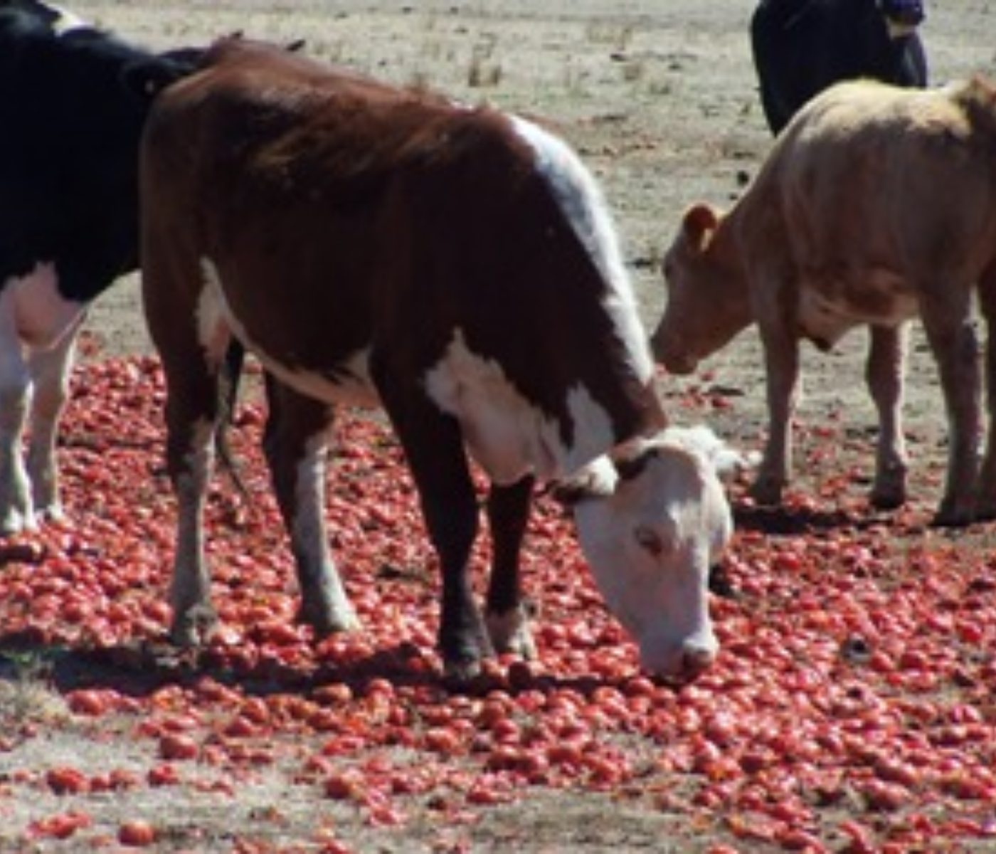 How Scientists in Sweden Are Turning Organic Waste into Animal Feed