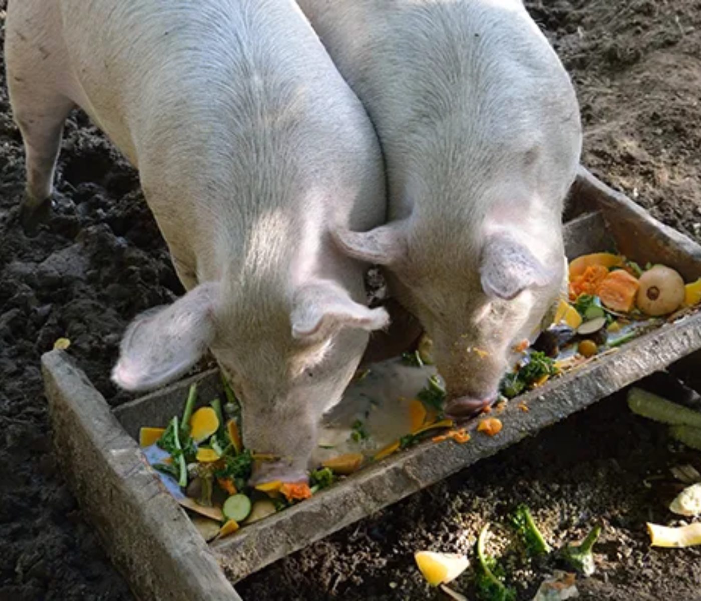 How Scientists in Sweden Are Turning Organic Waste into Animal Feed