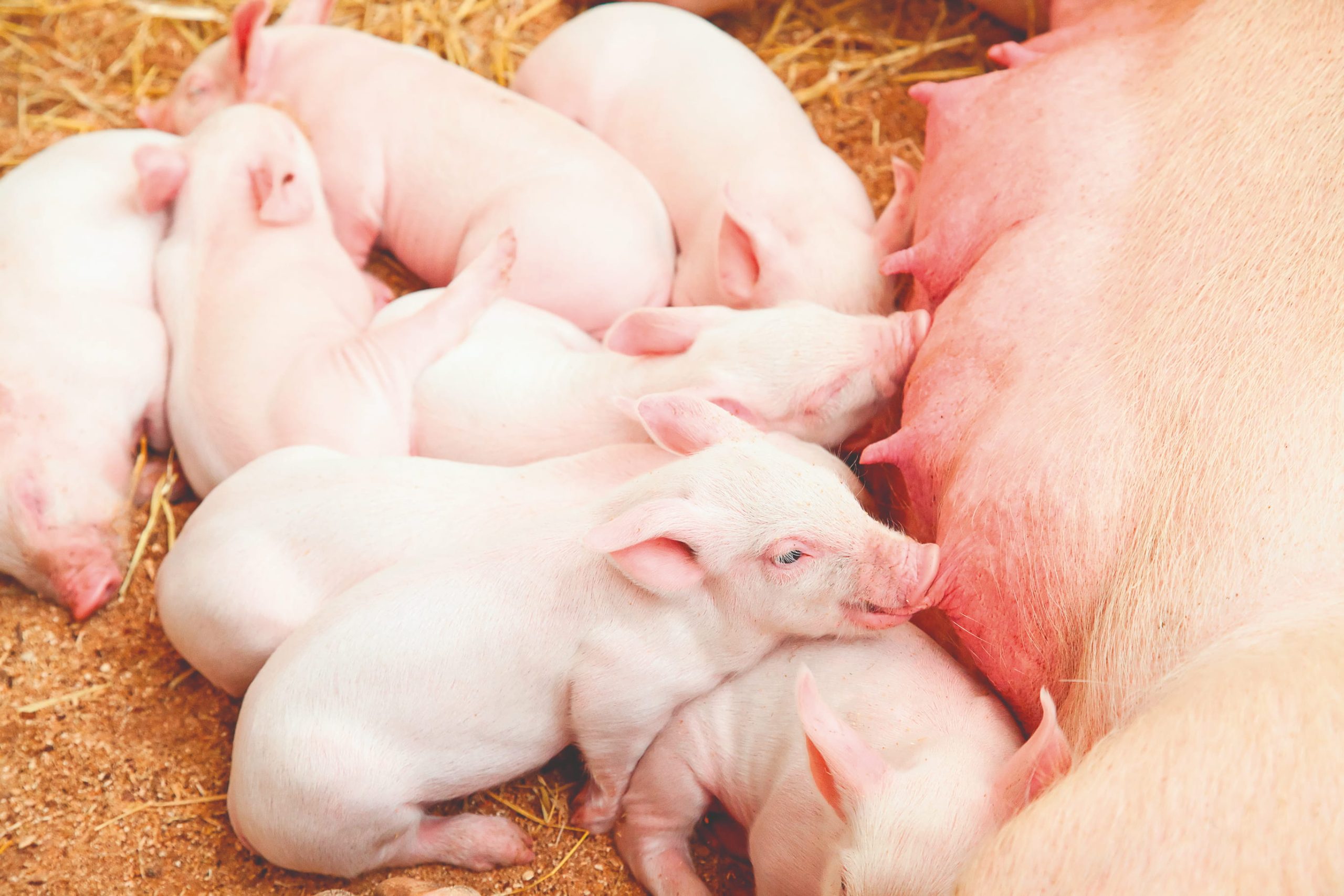 Estrés térmico: el enemigo silencioso de la producción animal