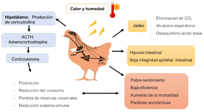 estrés calórico
