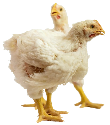 estrés calórico