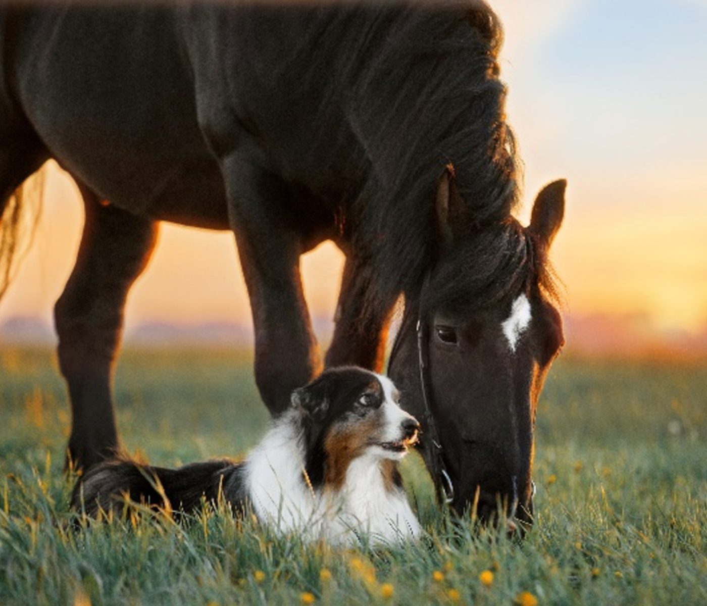 SafChondro® de Phileo: Una solución para la salud articular de las mascotas
