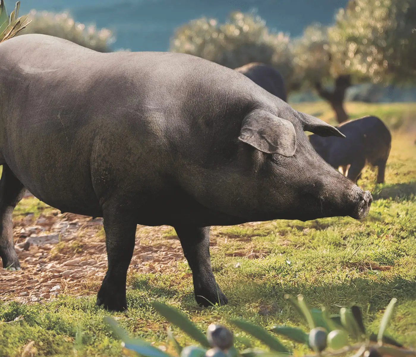 Suplementación con hidroxitirosol en la cerda ibérica