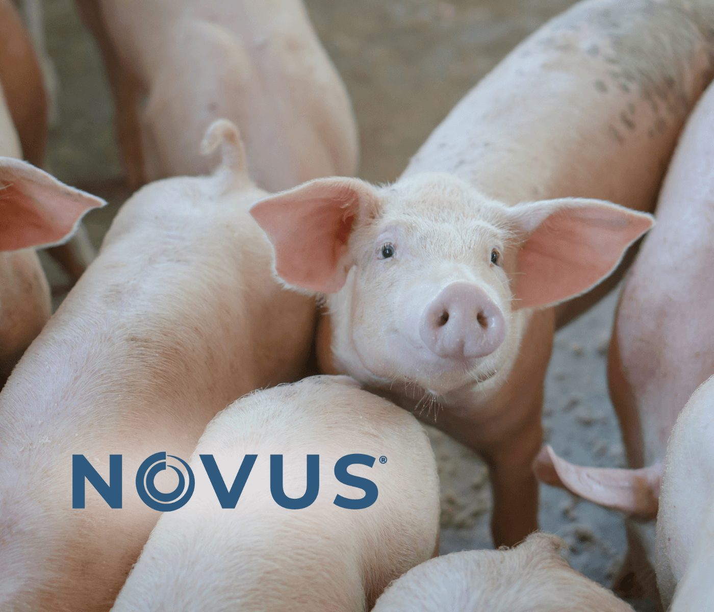 Novus apresenta estudo sobre Inibidores de Tripsina na Reunião Anual do CBNA