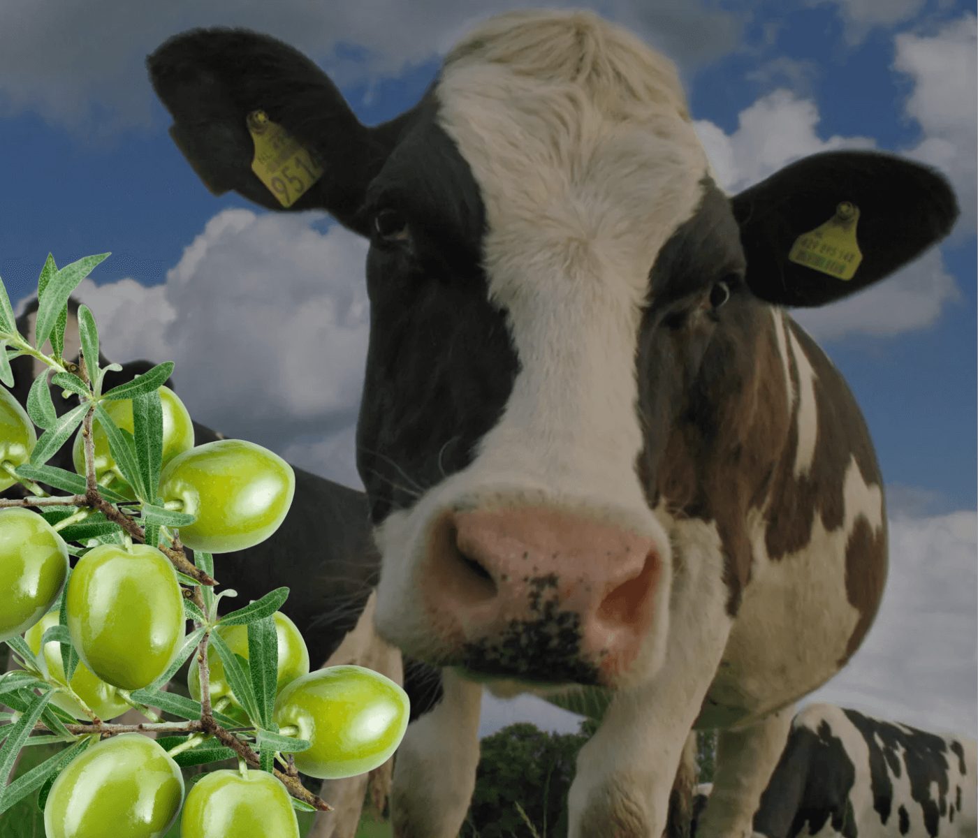 ¿Pulpa de aceituna en alimentación bovina? España dice “sí”