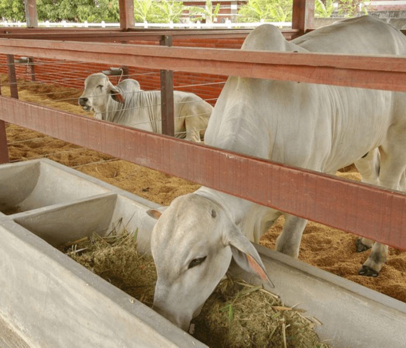 Pesquisa sobre palma forrageira na alimentação animal pode baratear ração