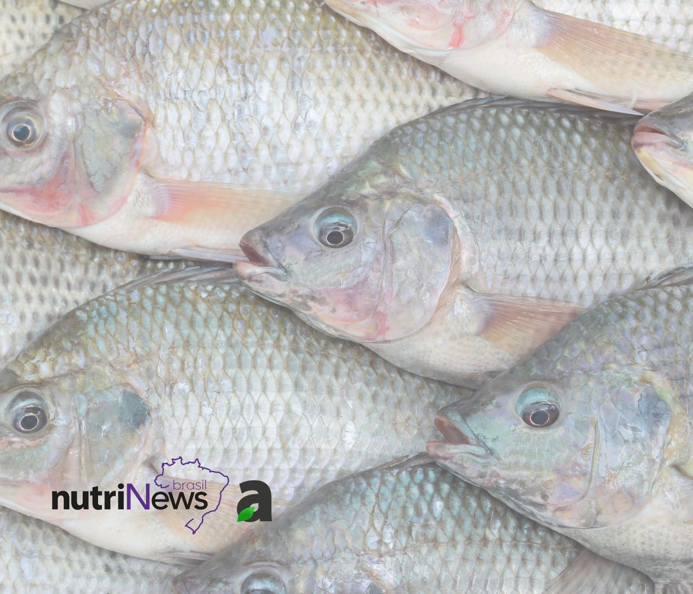 Aquaponia: Sistema de criação sustentável de tilápias e hortaliças