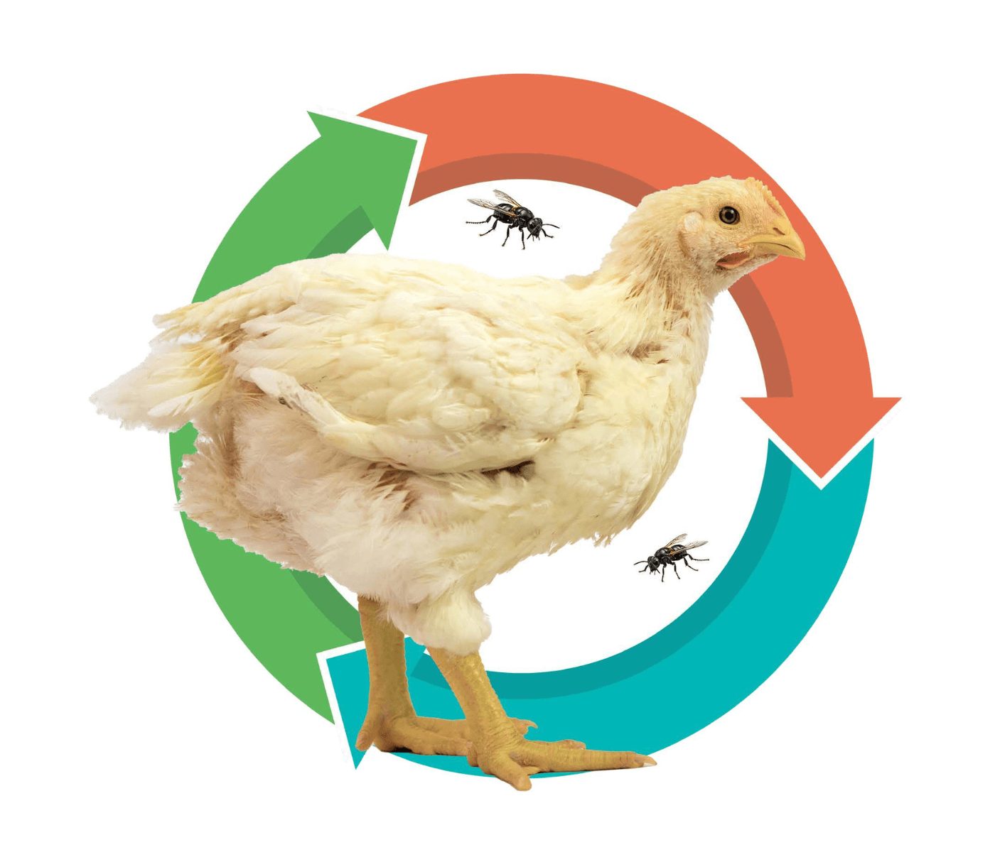 Mosca soldado negra en la nutrición sostenible de los pollos de engorde