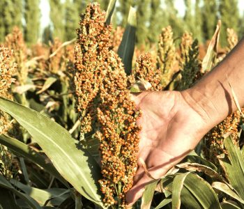 silagem-sorgo-capim-destaque