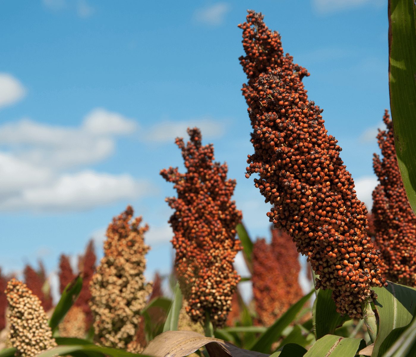Novo sorgo granífero chega ao mercado com alta produtividade