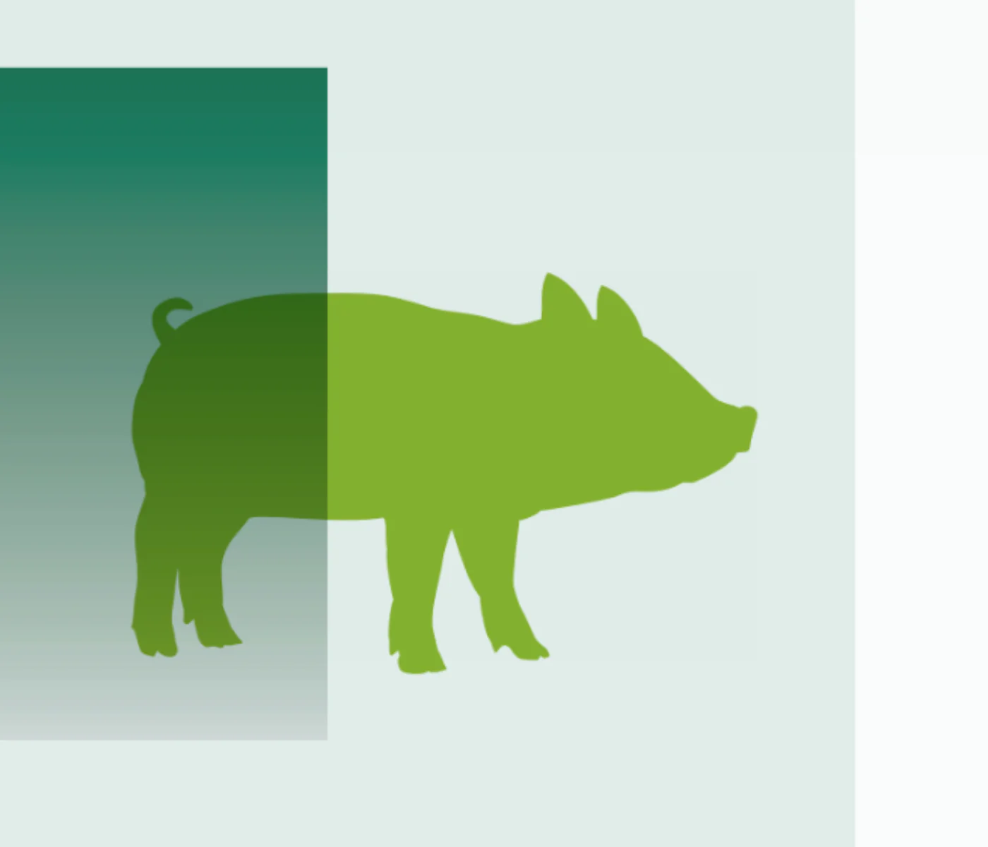 Efecto del nuevo complejo zinc(II)-betaína sobre la digestibilidad en lechones