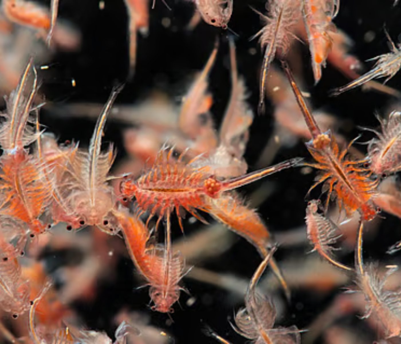 Revolutionizing Feed with Farmed Marine Protein