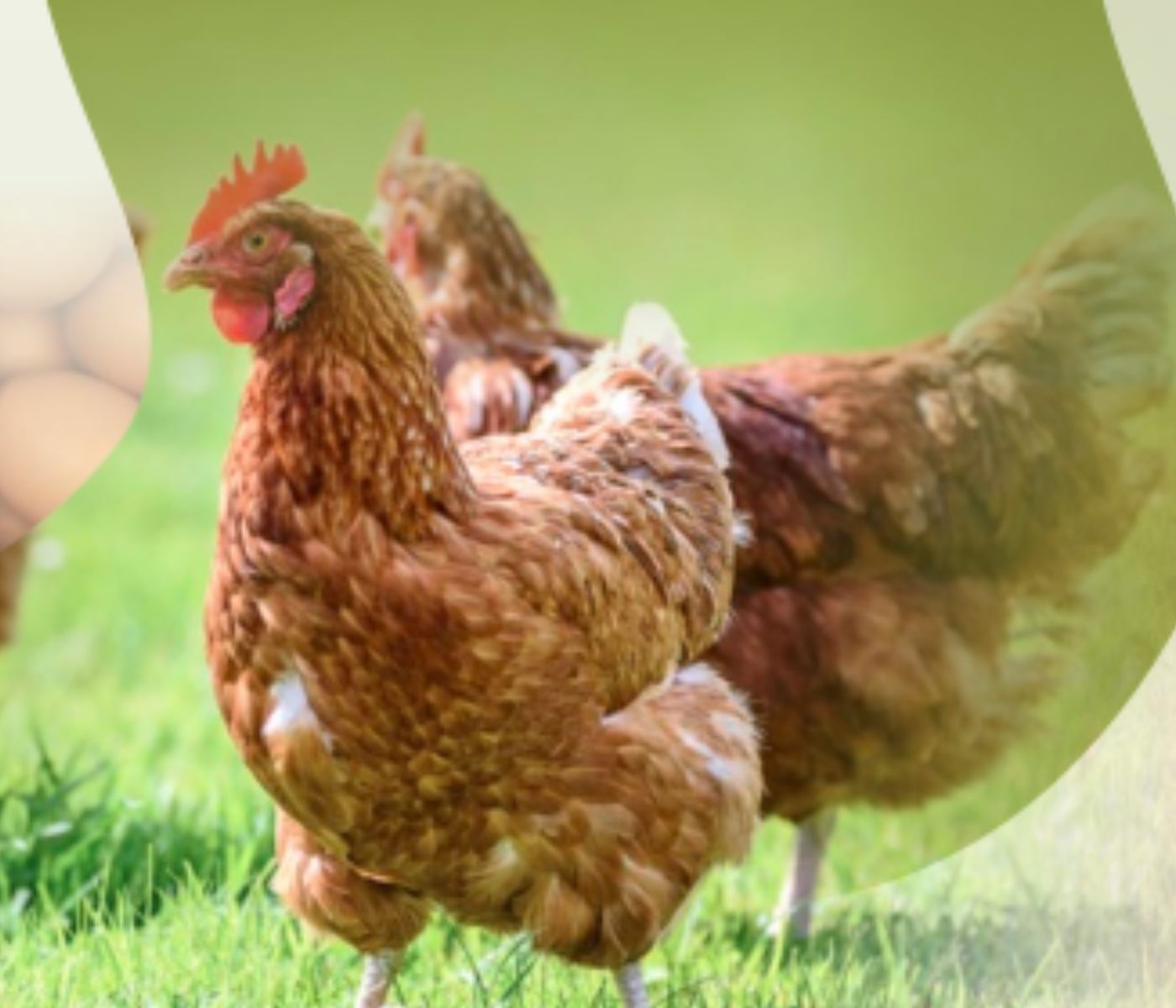Hybrid Rye Potential in Laying Hen Feed Rations