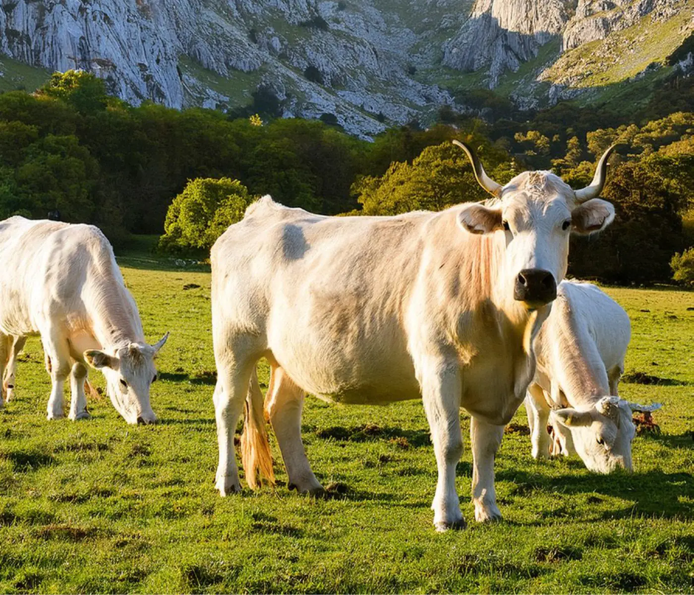Ácidos grasos volátiles de cadena ramificada en formulación dinámica