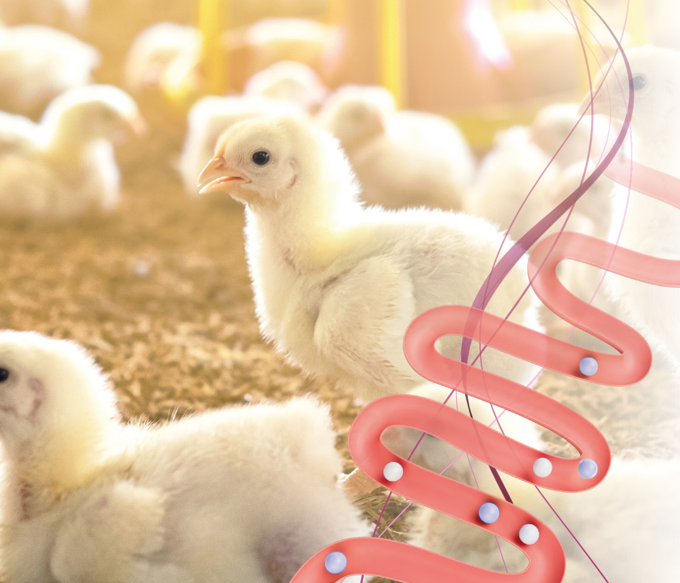 Xilo-oligossacarídeos e Xilanase como ferramenta de modulação entérica