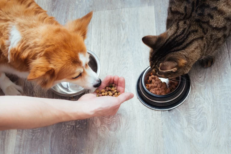 Pets